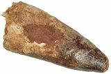 Bargain, Fossil Spinosaurus Tooth - Real Dinosaur Tooth #296561-1